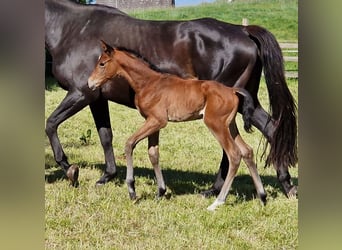 Trakehner, Giumenta, 1 Anno, Baio