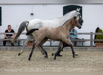 Trakehner, Giumenta, 1 Anno, Baio chiaro
