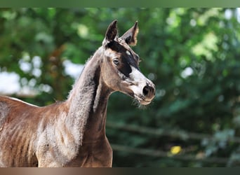 Trakehner, Giumenta, 1 Anno, Baio nero