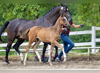 Trakehner, Giumenta, 1 Anno, Baio scuro