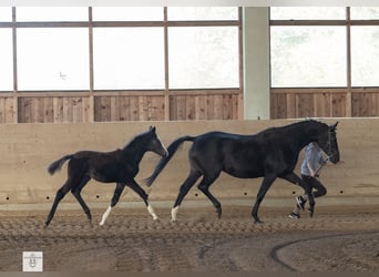 Trakehner, Giumenta, 1 Anno, Baio scuro