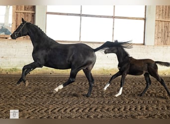 Trakehner, Giumenta, 1 Anno, Baio scuro