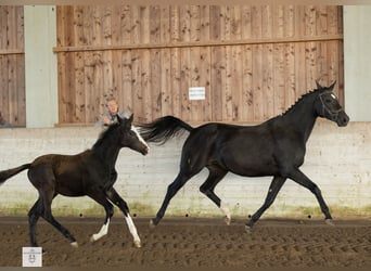 Trakehner, Giumenta, 1 Anno, Baio scuro