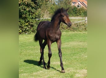 Trakehner, Giumenta, 1 Anno, Baio scuro