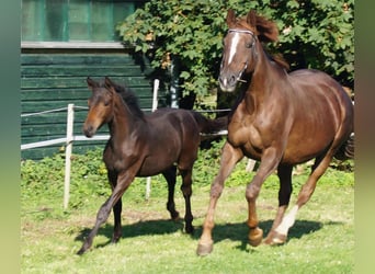 Trakehner, Giumenta, 1 Anno, Baio scuro