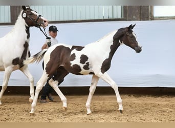 Trakehner, Giumenta, 1 Anno, Pezzato
