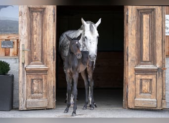 Trakehner, Giumenta, 1 Anno, Può diventare grigio