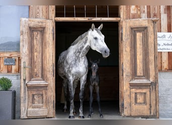 Trakehner, Giumenta, 1 Anno, Può diventare grigio