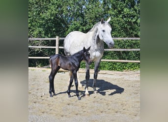 Trakehner, Giumenta, 1 Anno, Può diventare grigio