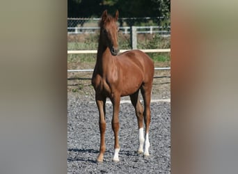 Trakehner, Giumenta, 1 Anno, Sauro scuro