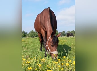 Trakehner Mix, Giumenta, 21 Anni, 152 cm, Baio