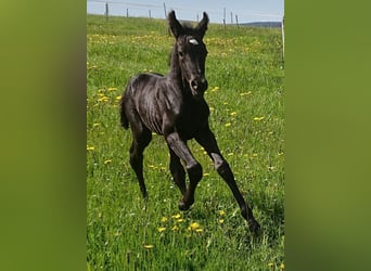 Trakehner, Giumenta, 21 Anni, 163 cm, Baio