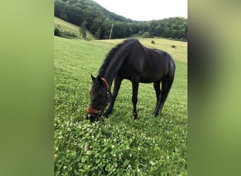 Trakehner, Giumenta, 21 Anni, 167 cm, Baio scuro