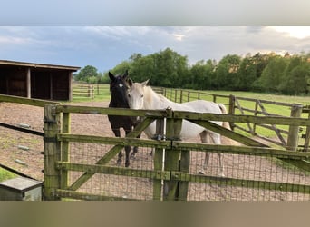 Trakehner, Giumenta, 23 Anni, 158 cm, Grigio