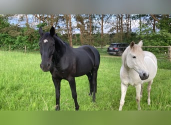 Trakehner, Giumenta, 23 Anni, 158 cm, Grigio