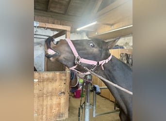 Trakehner, Giumenta, 2 Anni, 147 cm, Baio