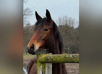 Trakehner, Giumenta, 2 Anni, 159 cm, Baio