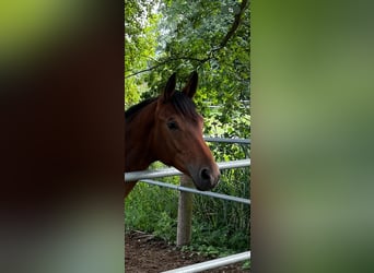 Trakehner, Giumenta, 2 Anni, 159 cm, Baio