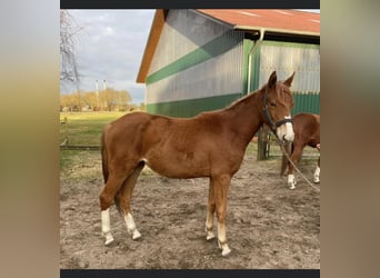 Trakehner, Giumenta, 2 Anni, 162 cm, Sauro
