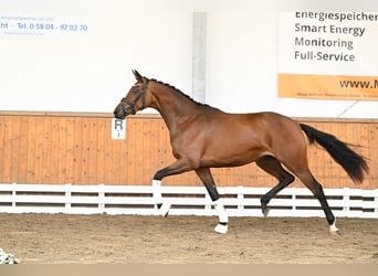 Trakehner, Giumenta, 2 Anni, 164 cm, Baio