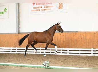 Trakehner, Giumenta, 2 Anni, 164 cm, Baio