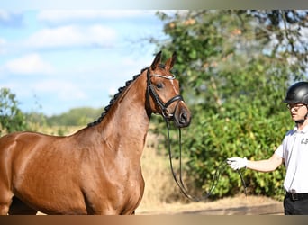 Trakehner, Giumenta, 2 Anni, 164 cm, Baio