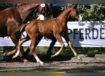 Trakehner, Giumenta, 2 Anni, 167 cm, Baio