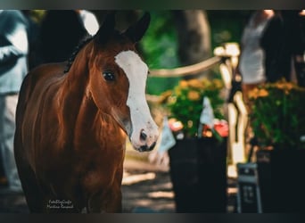 Trakehner, Giumenta, 2 Anni, 167 cm, Baio