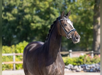 Trakehner, Giumenta, 2 Anni, 167 cm, Baio scuro