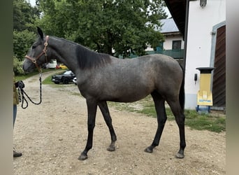 Trakehner, Giumenta, 2 Anni, 167 cm, Grigio ferro