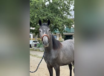 Trakehner, Giumenta, 2 Anni, 167 cm, Grigio ferro