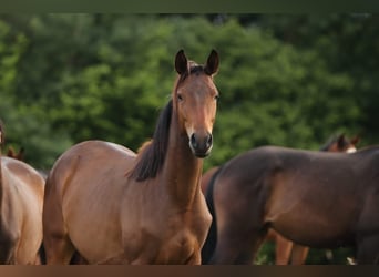 Trakehner, Giumenta, 2 Anni, 168 cm, Baio scuro