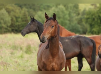 Trakehner, Giumenta, 2 Anni, 168 cm, Baio scuro