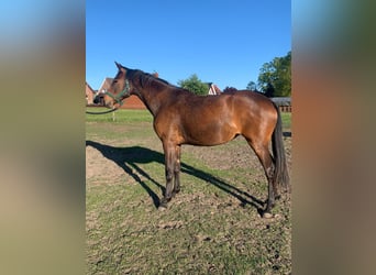Trakehner, Giumenta, 2 Anni, 168 cm