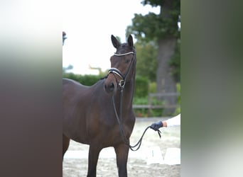 Trakehner, Giumenta, 2 Anni, 171 cm, Baio