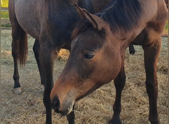 Trakehner, Giumenta, 2 Anni, 171 cm, Baio scuro