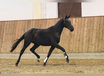 Trakehner, Giumenta, 2 Anni, Baio nero