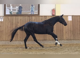 Trakehner, Giumenta, 2 Anni, Baio nero