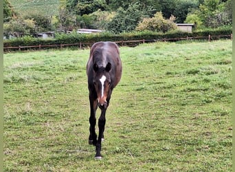 Trakehner, Giumenta, 2 Anni, Baio scuro