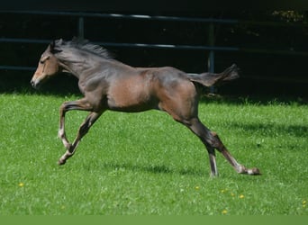 Trakehner, Giumenta, 2 Anni, Baio scuro