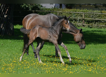 Trakehner, Giumenta, 2 Anni, Baio scuro