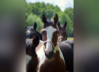 Trakehner, Giumenta, 2 Anni, Pezzato