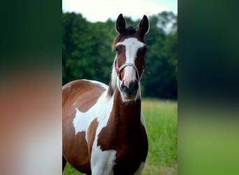 Trakehner, Giumenta, 2 Anni, Pezzato