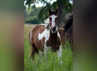 Trakehner, Giumenta, 2 Anni, Pezzato