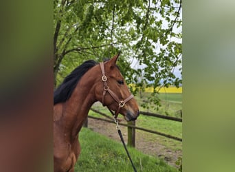 Trakehner, Giumenta, 3 Anni, 158 cm, Baio