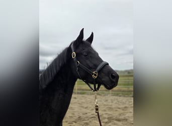 Trakehner, Giumenta, 3 Anni, 158 cm, Morello