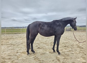 Trakehner, Giumenta, 3 Anni, 158 cm, Morello