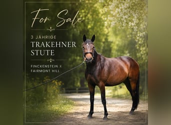 Trakehner, Giumenta, 3 Anni, 160 cm, Baio