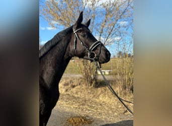 Trakehner, Giumenta, 3 Anni, 160 cm, Morello