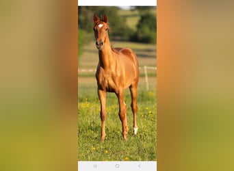 Trakehner, Giumenta, 3 Anni, 160 cm, Sauro